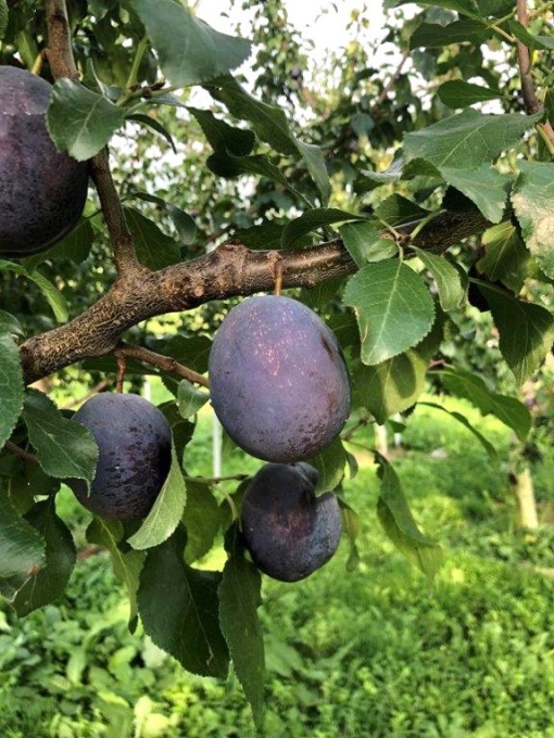 甘くて大玉のプルーン「オータムキュート」を食べたい！！｜農畜産物